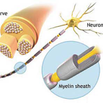 peripheral-nerve