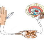 skin-and-the-nerve-pathways-to-the-brain